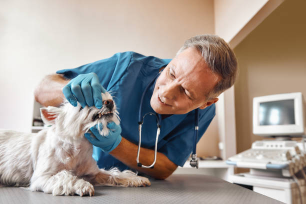 Best After-Hours Emergency Dentist in Centennial Park, AZ